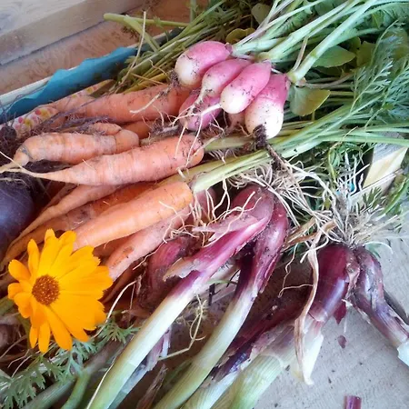 Mas La Llum, La Casa De Palla * Arens de Lledo